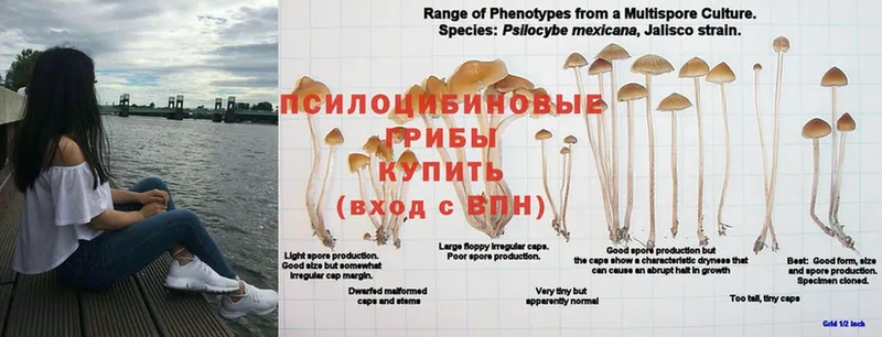 Псилоцибиновые грибы мухоморы  Бийск 